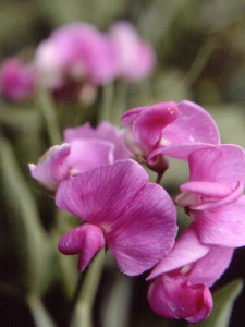 photo-natural-flora-blossom05