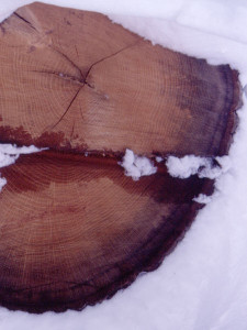 photo-natural-trees-winterwood02